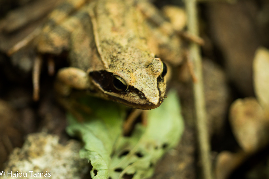 Sony SLT-A58 sample photo. Frog eyes photography