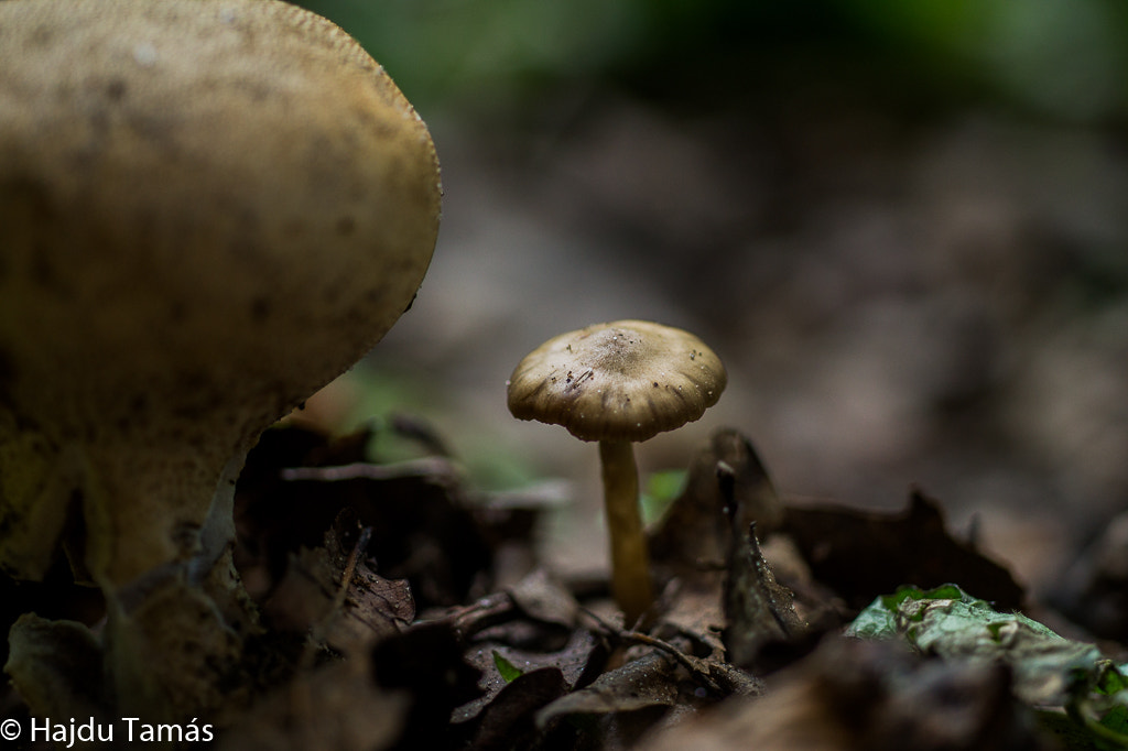 Sony SLT-A58 sample photo. Mushrooms photography