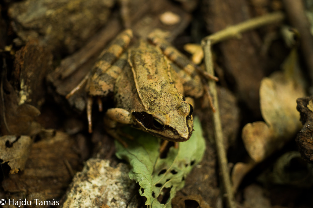 Sony SLT-A58 + MACRO 50mm F2.8 sample photo. Find me! photography