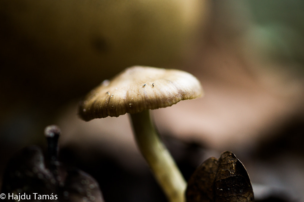 Sony SLT-A58 + MACRO 50mm F2.8 sample photo. Mushroom photography