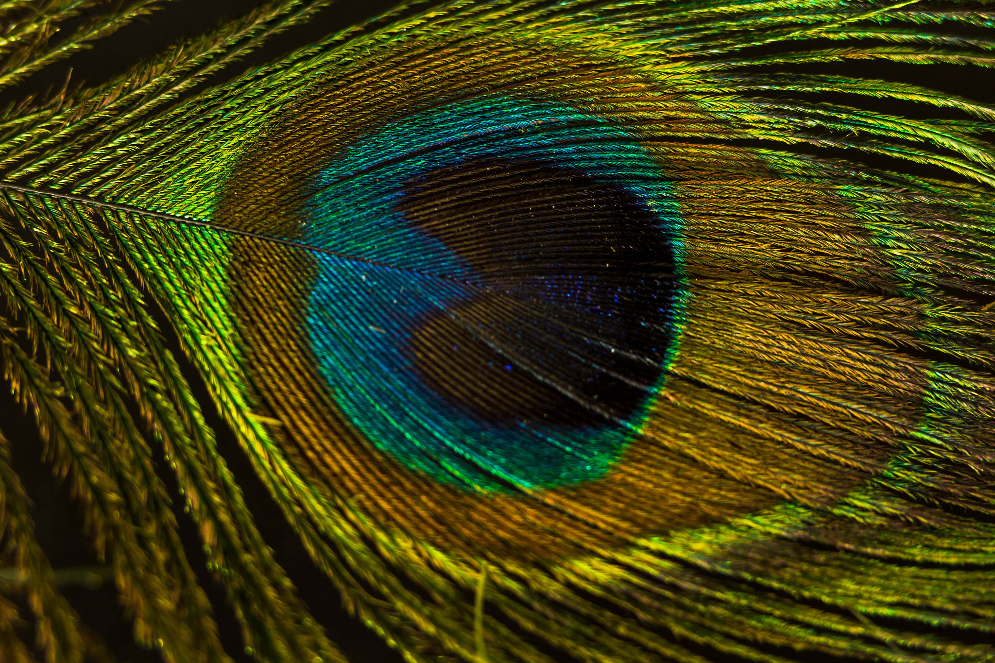 Peacock Feather