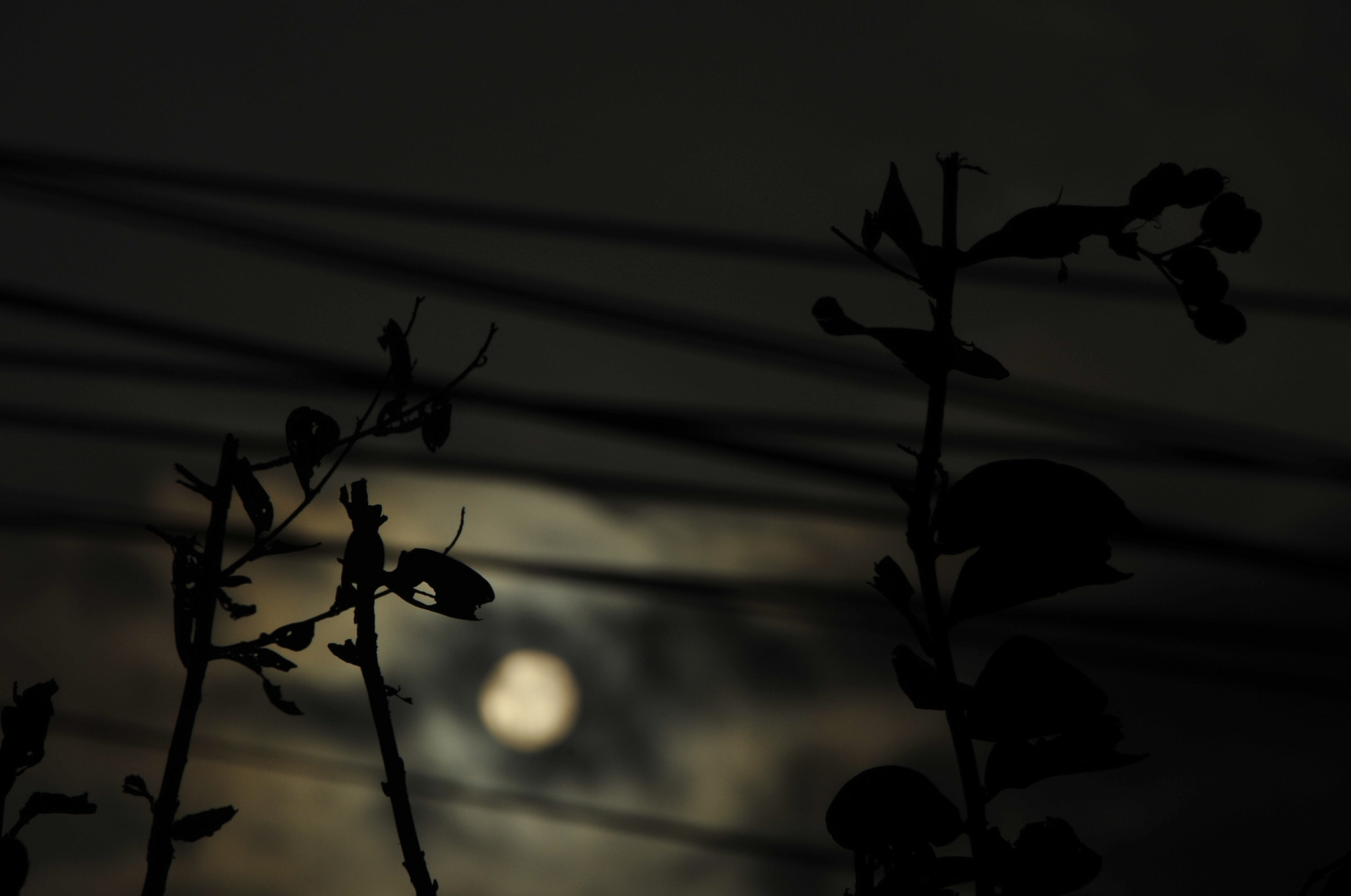 Nikon D3 sample photo. .. photography