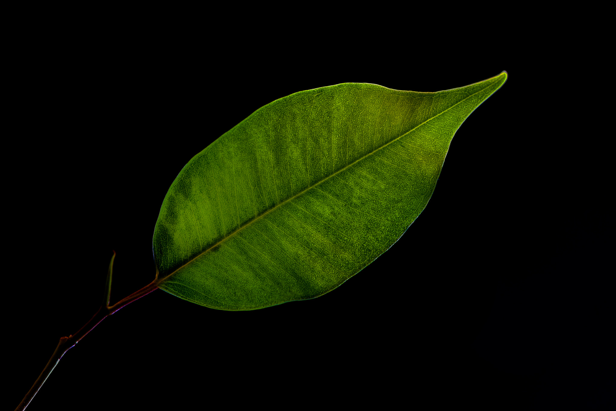 Tokina AT-X Pro 100mm F2.8 Macro sample photo. To be leaft photography