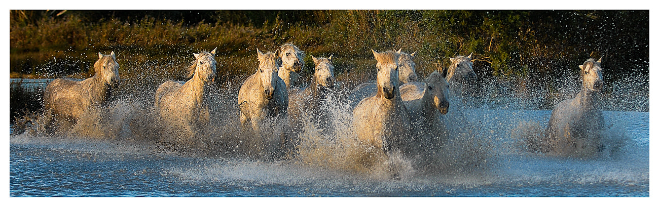 Nikon D200 sample photo. Splashing rush through the marsh photography