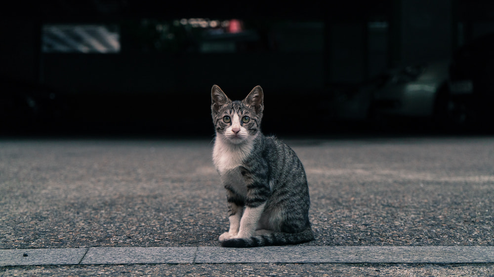 Sony a7R II sample photo. Portrait of a streetcat photography