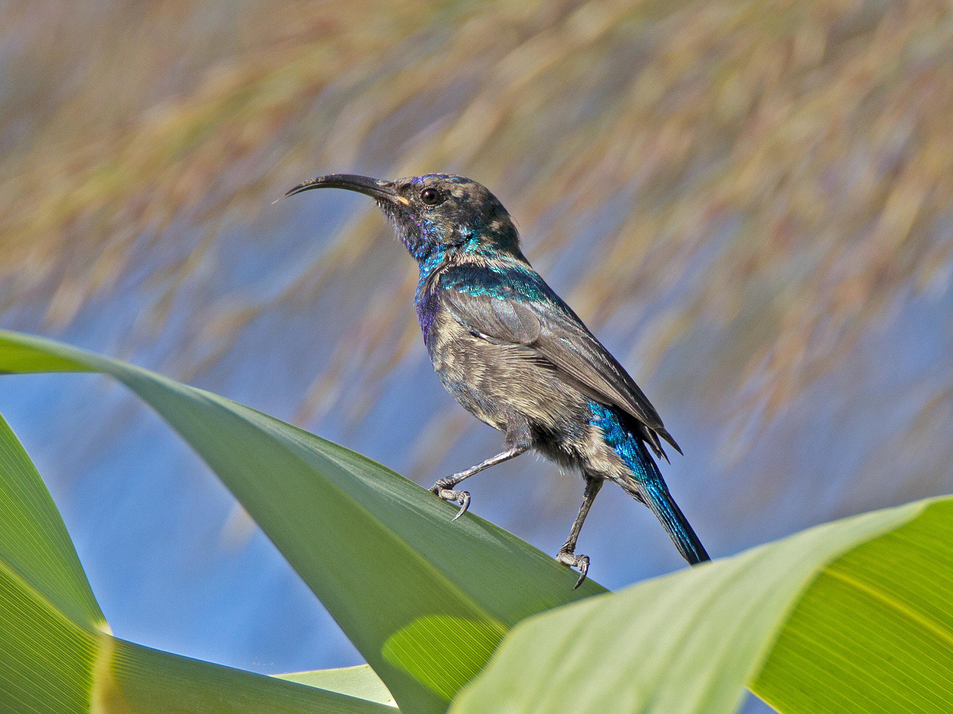 Canon EOS-1D Mark IV sample photo. Palestinian sunbird photography