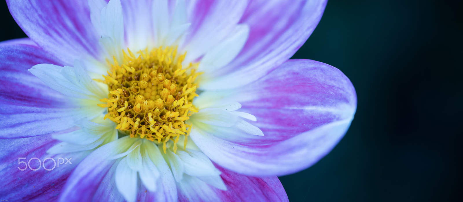 Sigma 105mm F2.8 EX DG OS HSM sample photo. Dahlia bloom photography