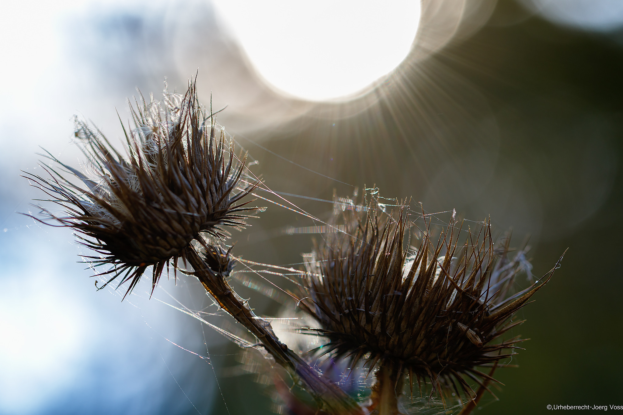 Canon EF 100mm F2.8L Macro IS USM sample photo. Autumn lights 5 photography