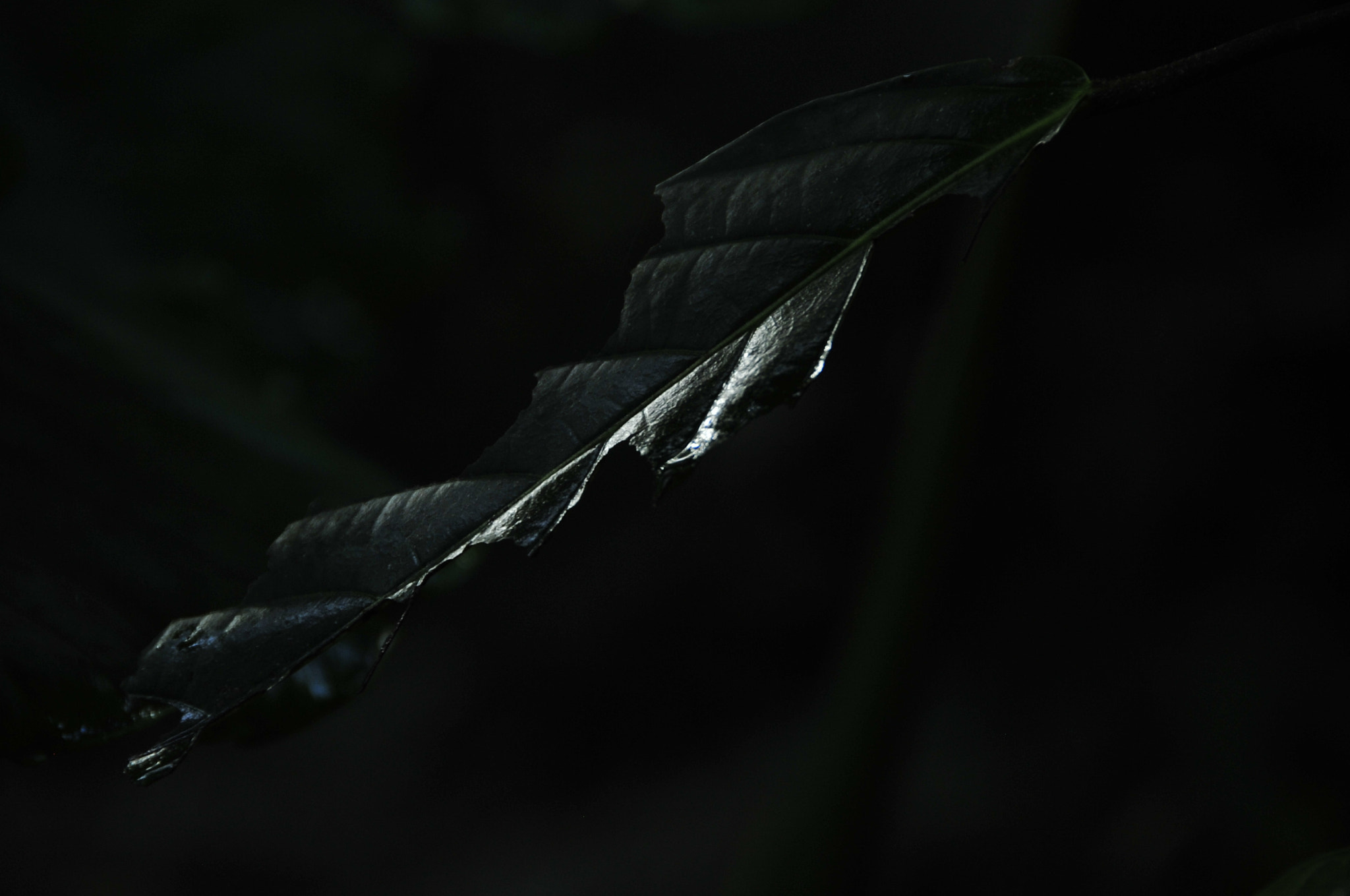 Nikon D3 sample photo. .. photography