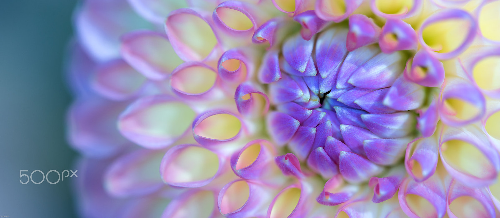 Sigma 105mm F2.8 EX DG OS HSM sample photo. Dahlia macro photography