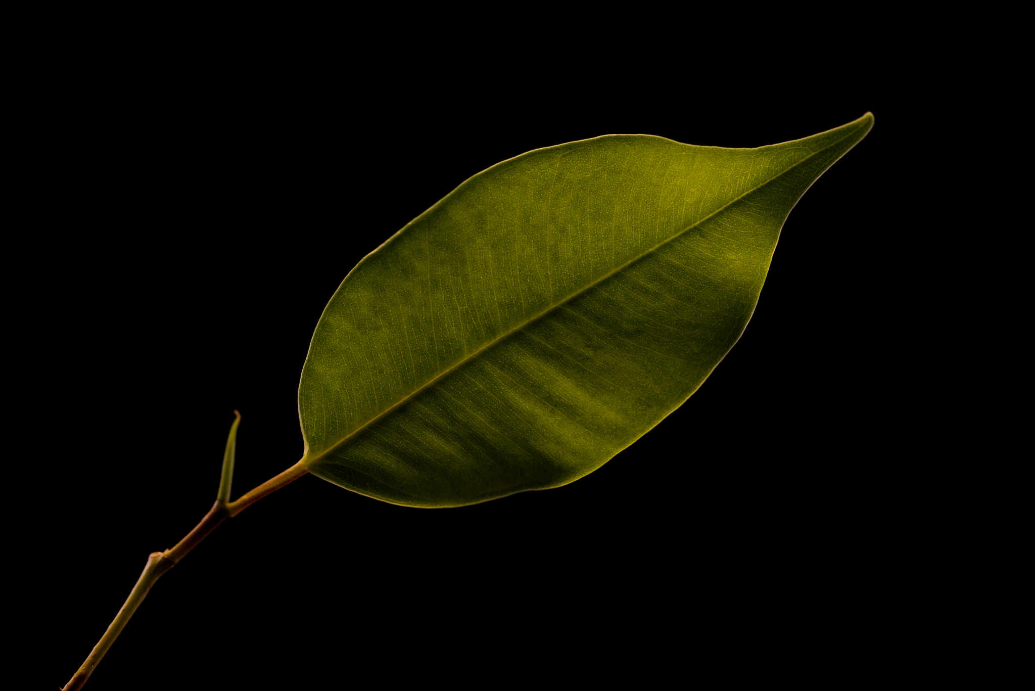 Tokina AT-X Pro 100mm F2.8 Macro sample photo. To be original photography