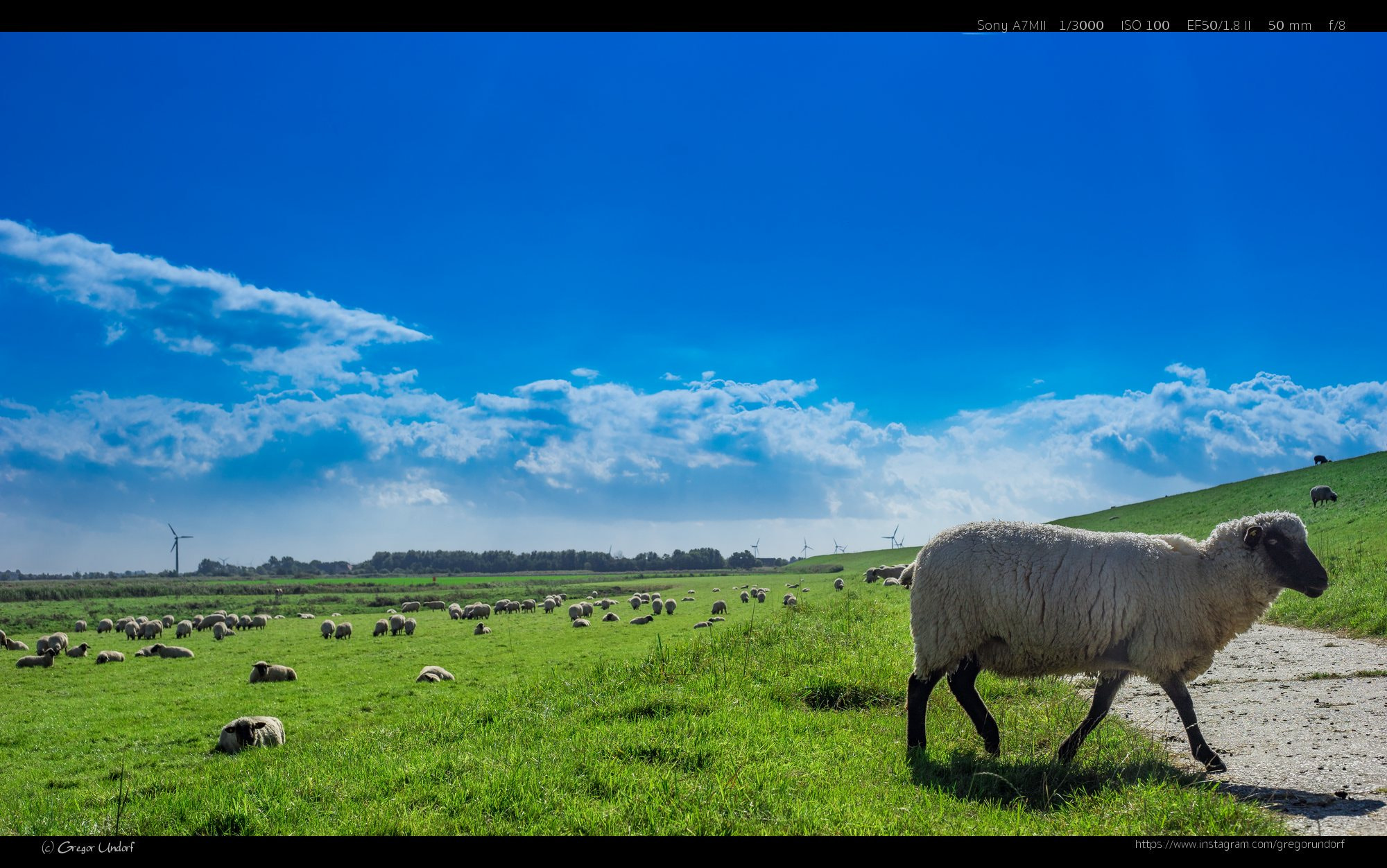 Sony a7 II + Canon EF 50mm F1.8 II sample photo. Sheep photography