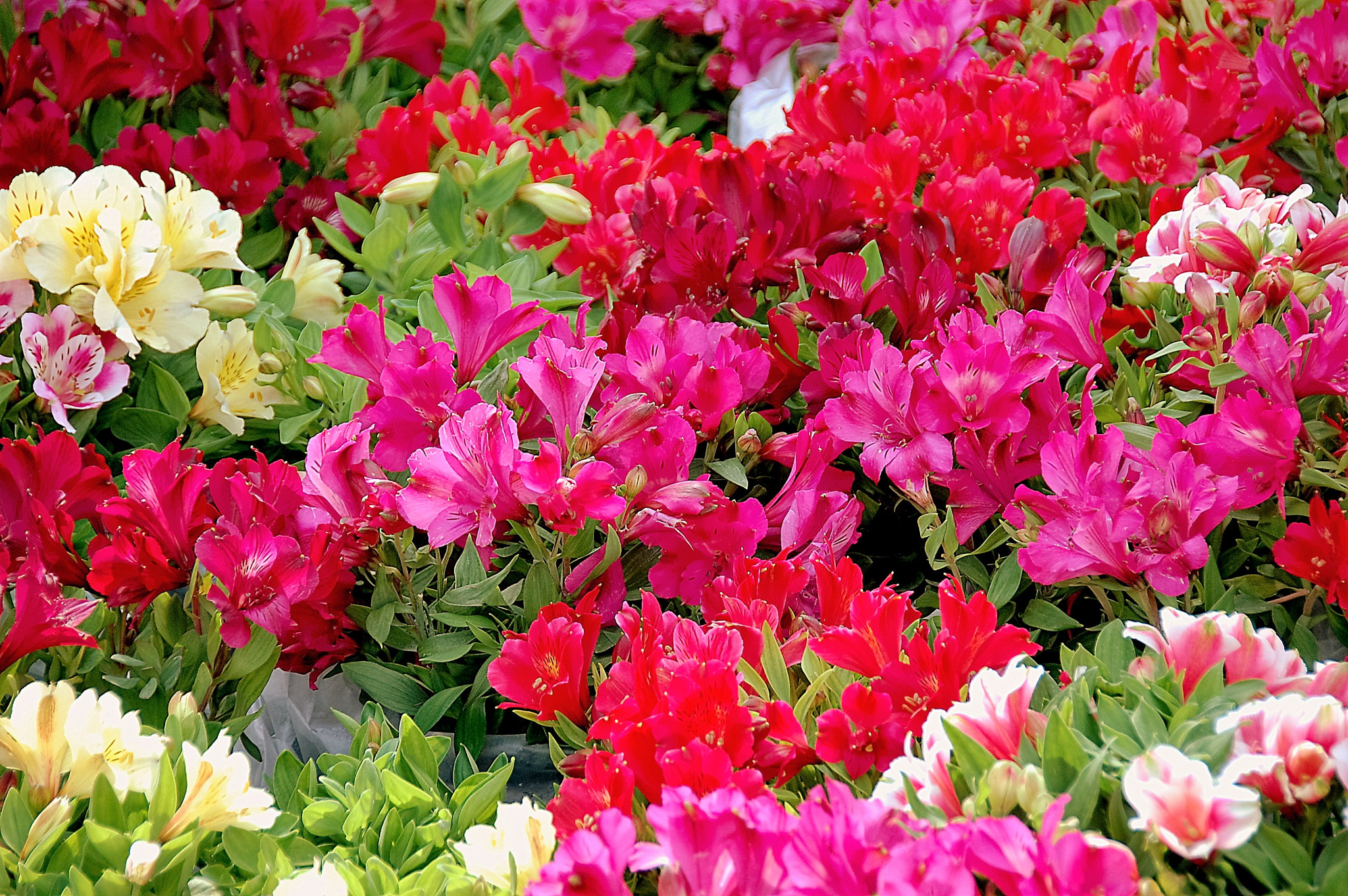 Nikon D40 sample photo. Dutch flowers........... photography