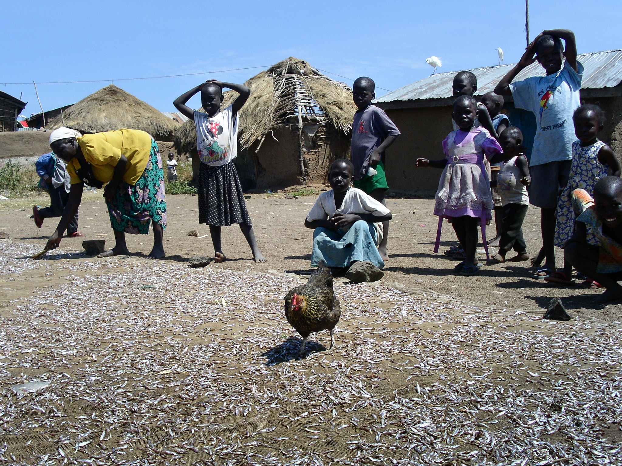 KONICA MINOLTA DiMAGE F300 sample photo. Kenya chicken photography