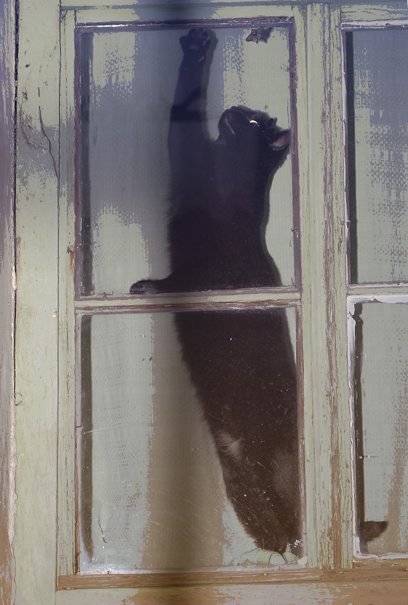 Nikon D80 sample photo. Window photography