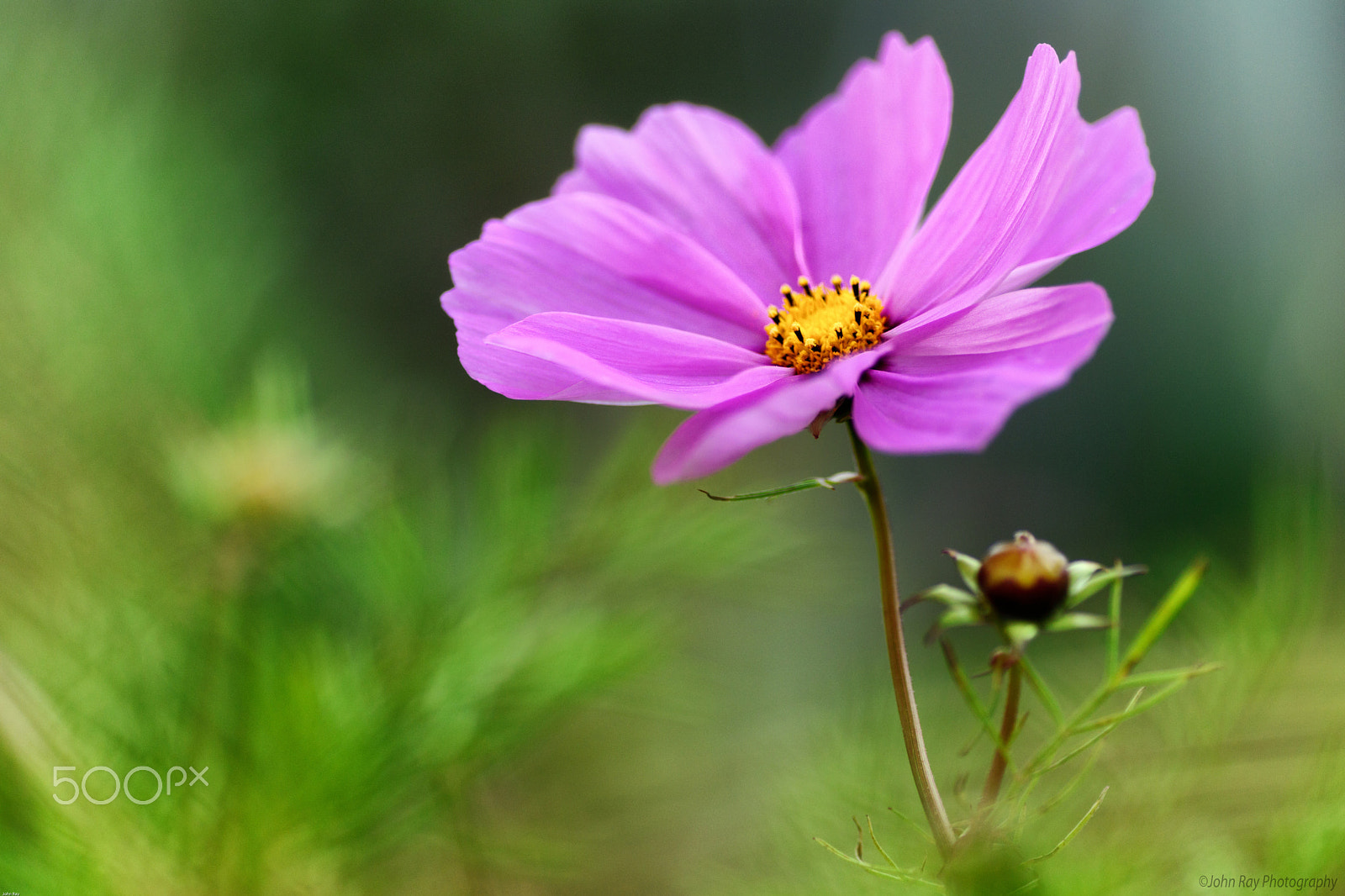 Sony SLT-A65 (SLT-A65V) + Minolta AF 100mm F2.8 Macro [New] sample photo. Soft pink cosmos photography