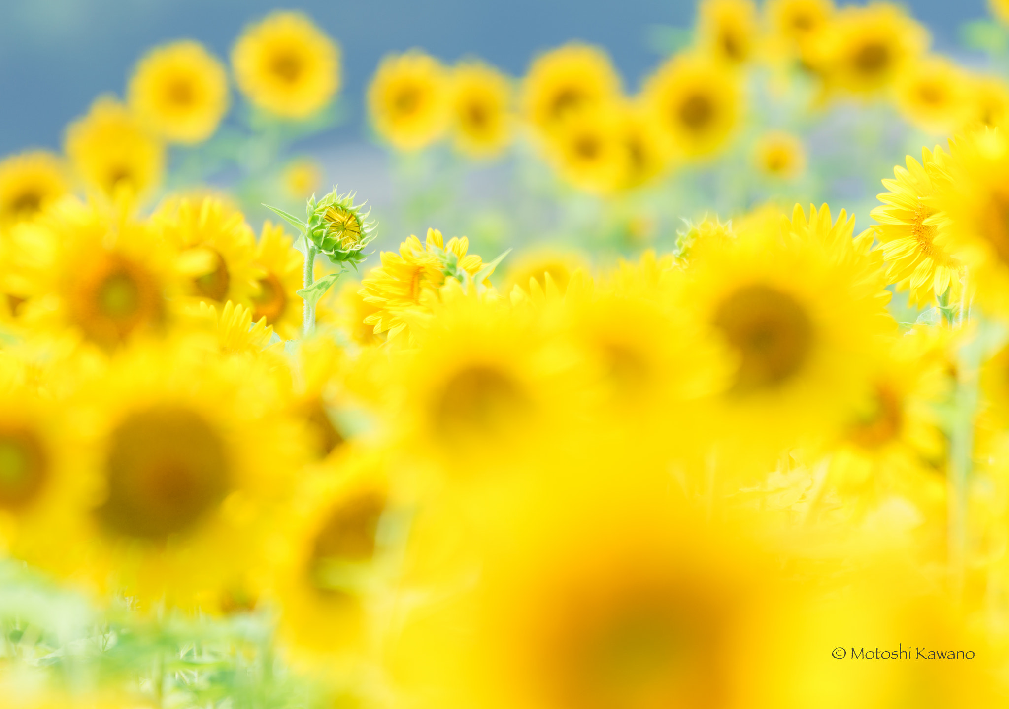 Sony 70-400mm F4-5.6 G SSM II sample photo. It’s time to get up!! photography