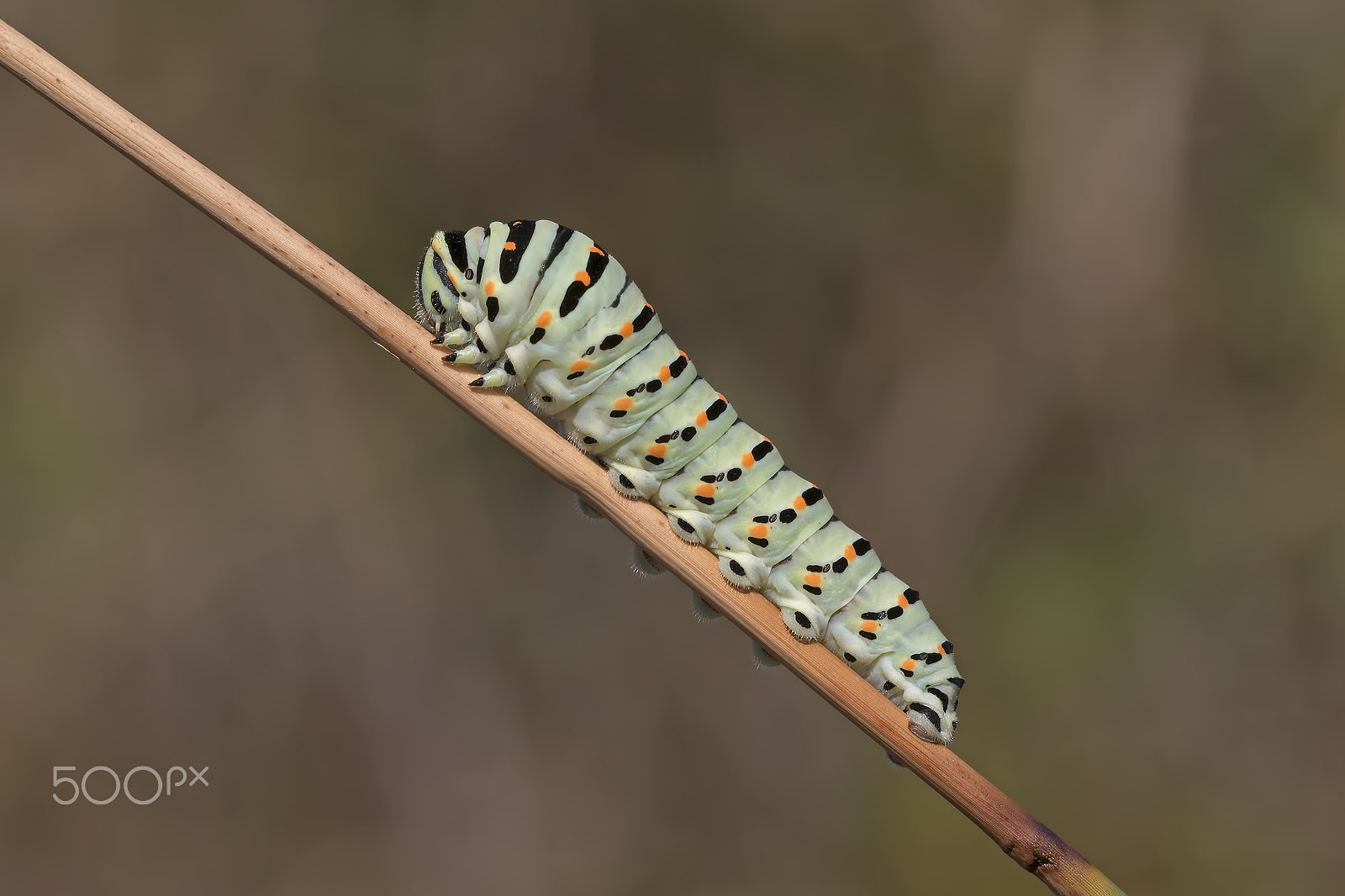 Canon EOS 70D + Canon EF 100mm F2.8L Macro IS USM sample photo. Bruco macaone photography
