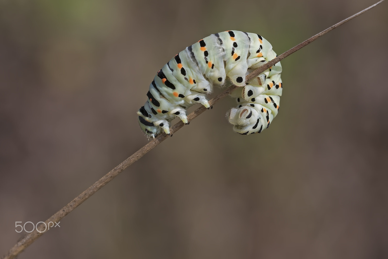 Canon EOS 70D + Canon EF 100mm F2.8L Macro IS USM sample photo. Ops! bruco macaone photography