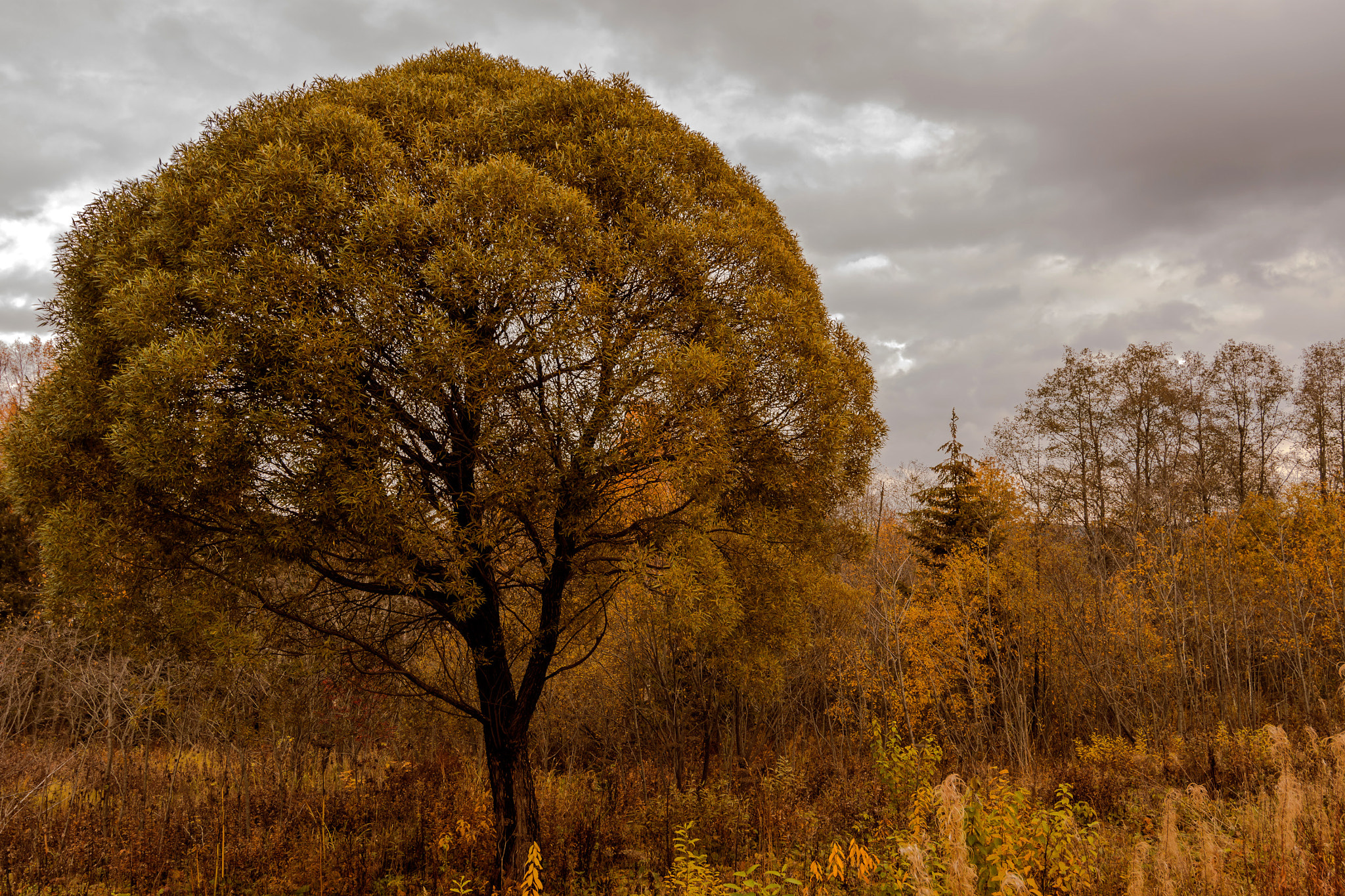 Tokina AT-X 12-28mm F4 Pro DX sample photo. Дерево... photography