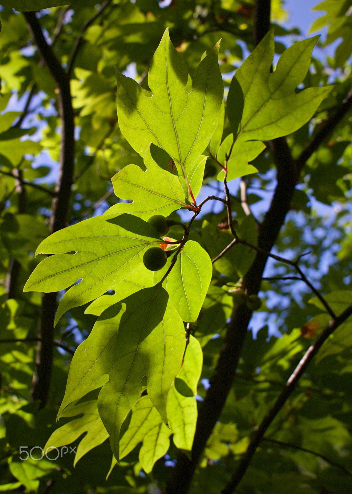 Nikon 1 J2 sample photo. Summer... photography