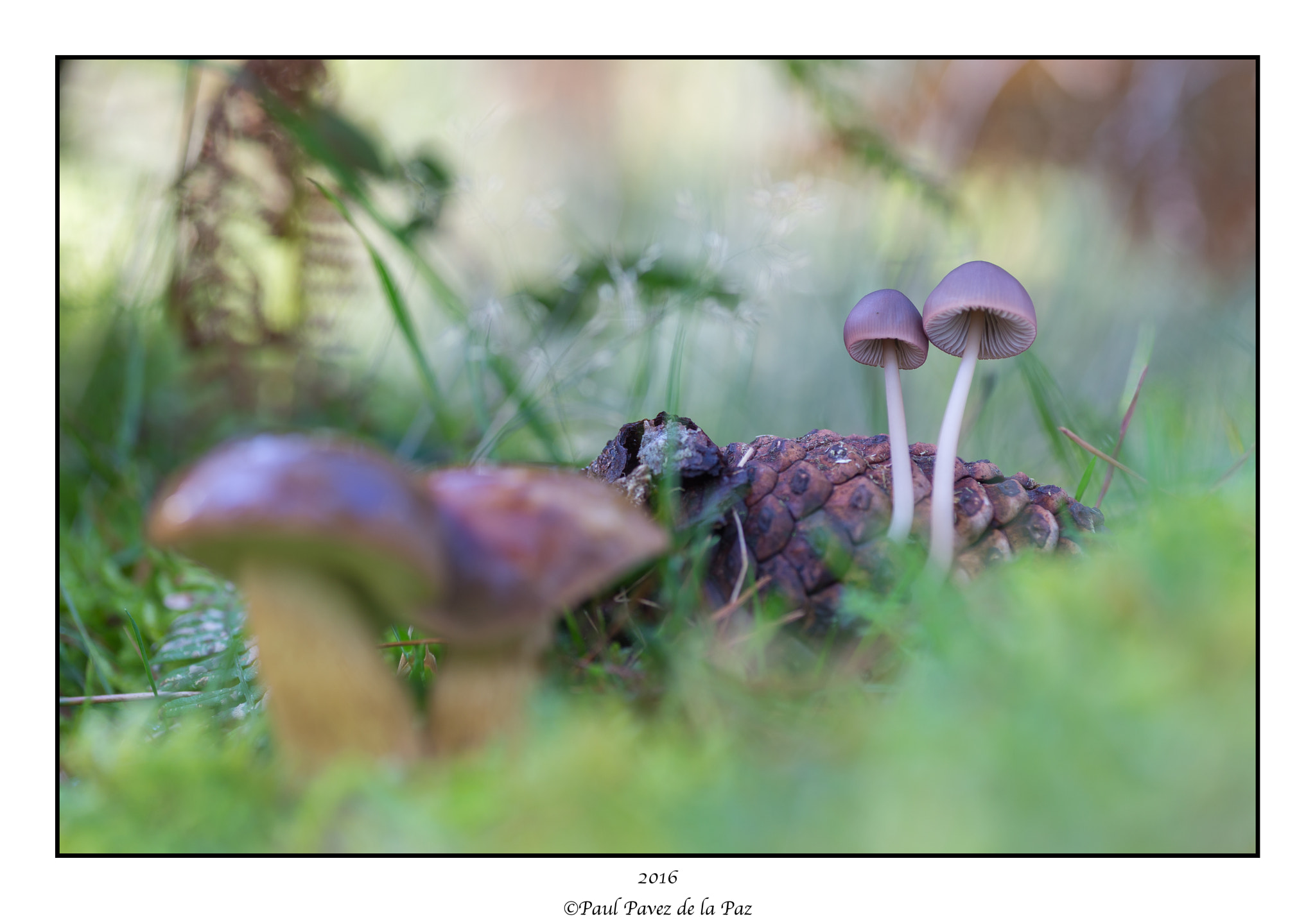 Canon EOS 6D + Tamron SP AF 90mm F2.8 Di Macro sample photo. El vals. photography