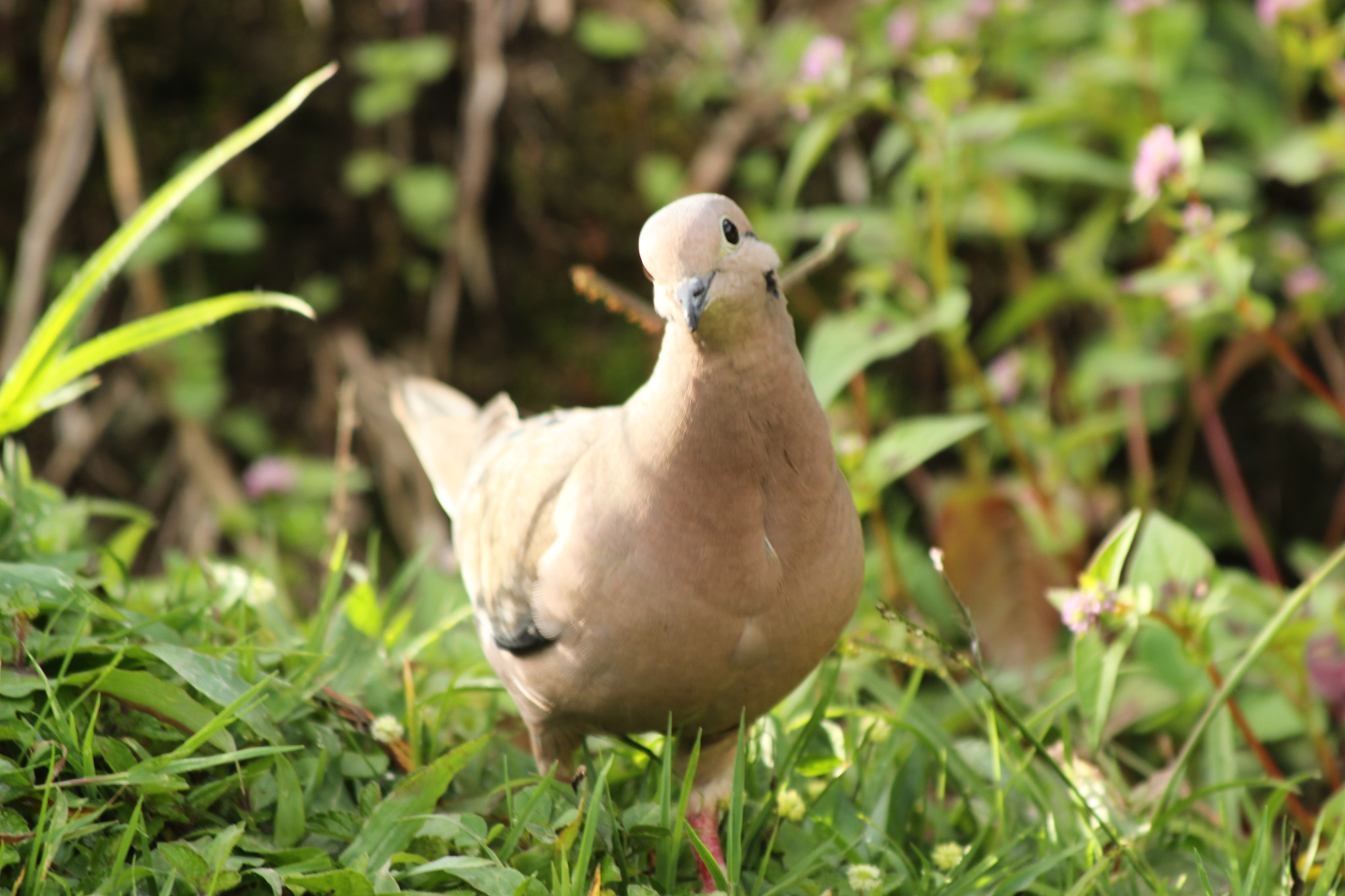 Canon EF 70-300mm F4-5.6 IS USM sample photo
