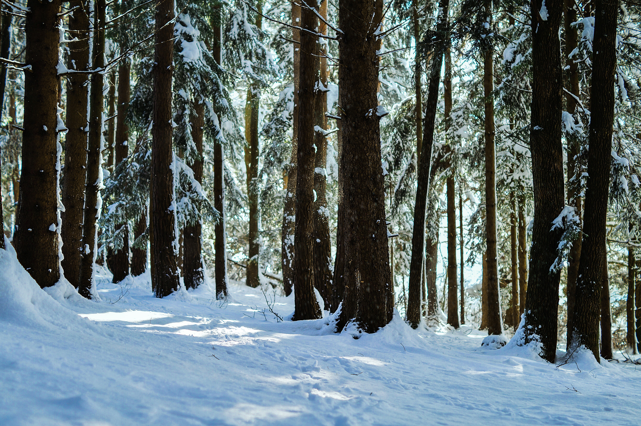 Sony SLT-A57 + Sony DT 50mm F1.8 SAM sample photo. Winter is coming photography