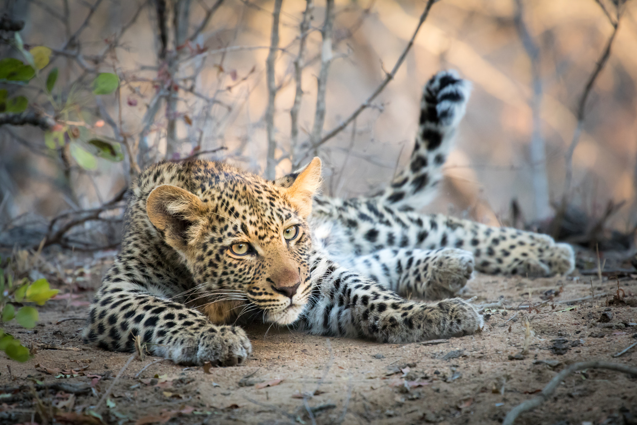 Canon EF 70-300mm F4-5.6L IS USM sample photo. Young leopard photography