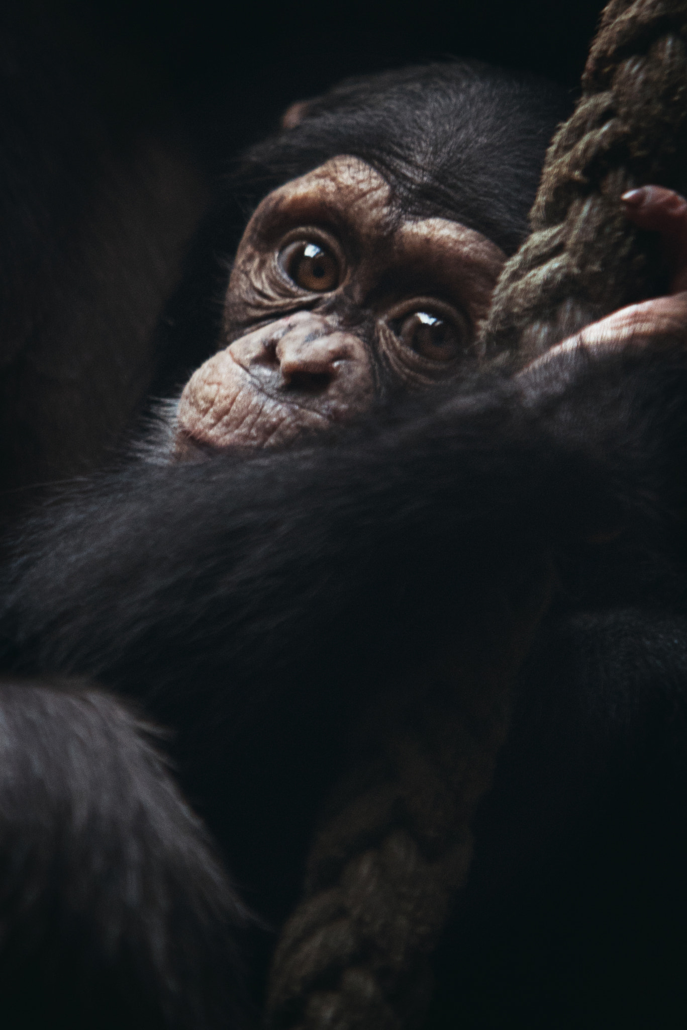 Nikon D810 + Sigma 70-200mm F2.8 EX DG Macro HSM II sample photo. Baby chimpanzee photography
