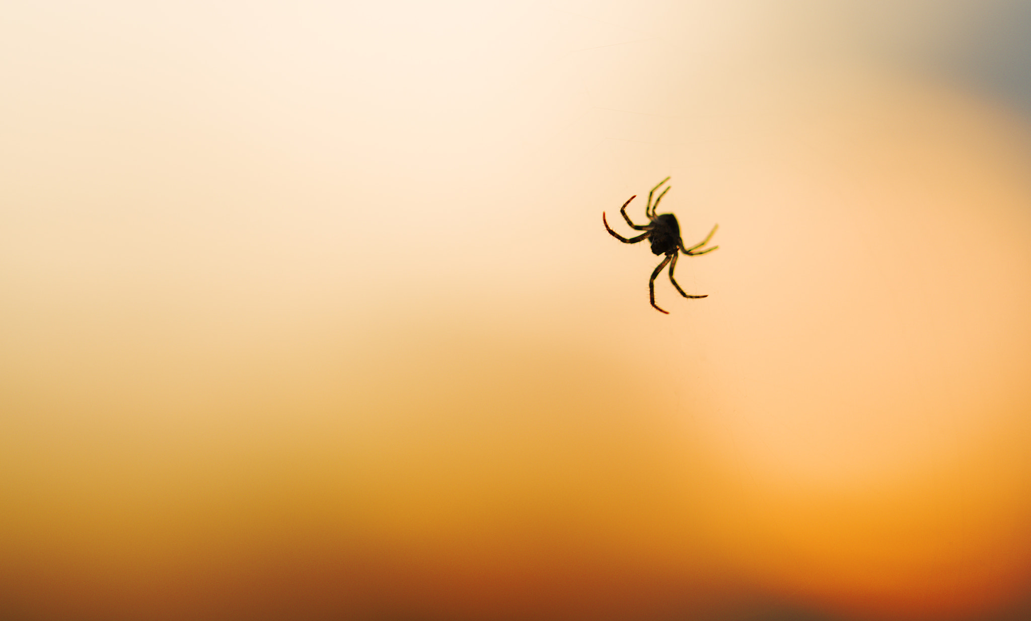 Canon EOS 6D + Canon EF 100mm F2.8L Macro IS USM sample photo. Spider at sunset photography