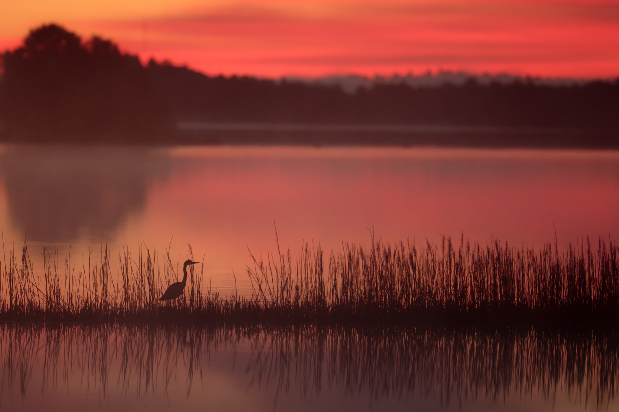 Canon EF 300mm F2.8L IS II USM sample photo. Heron photography