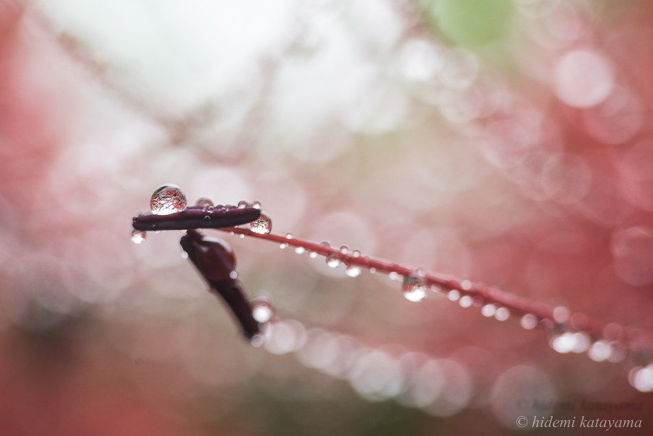 Sony a7S sample photo. Stamen and drop photography