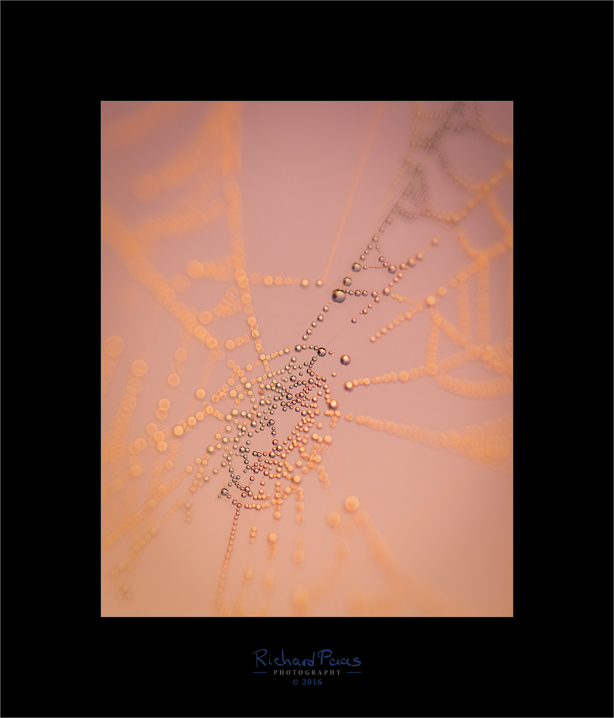 Canon EOS 5DS R sample photo. Sunrise spider web photography