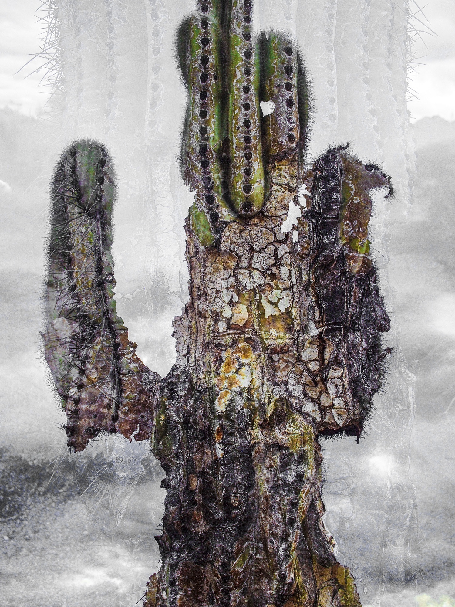 Olympus M.Zuiko Digital 17mm F2.8 Pancake sample photo. Double exposure of v old saguaro cactus photography