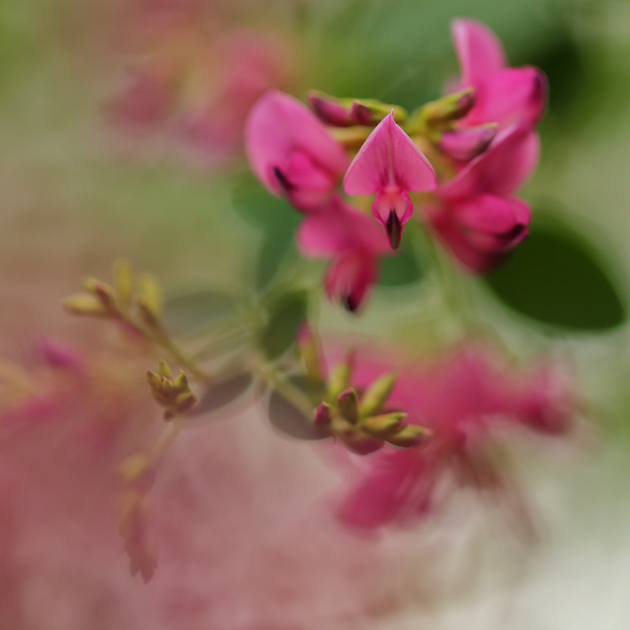 Canon EOS 6D + Canon EF 100mm F2.8L Macro IS USM sample photo. Bush clover photography