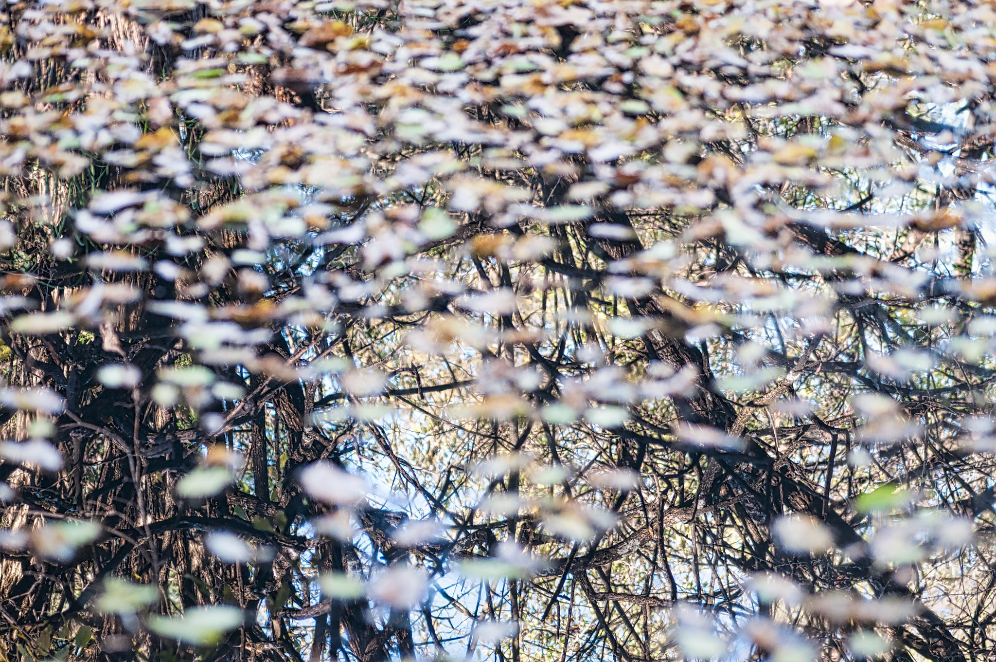 Nikon D300S + Sigma 70mm F2.8 EX DG Macro sample photo. Fall leaves reflecting on water photography