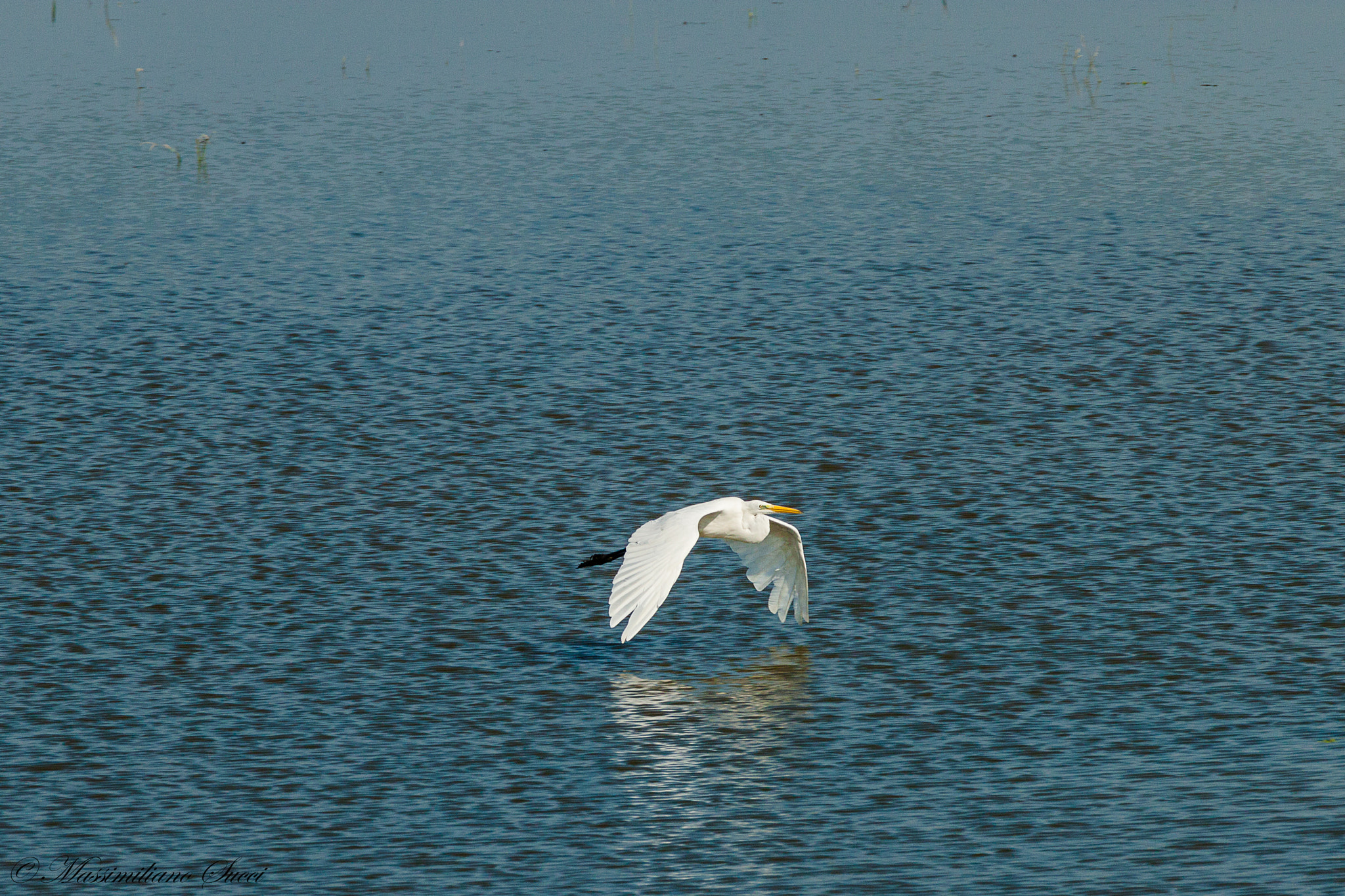 150-600mm F5-6.3 DG OS HSM | Contemporary 015 sample photo. Volare photography