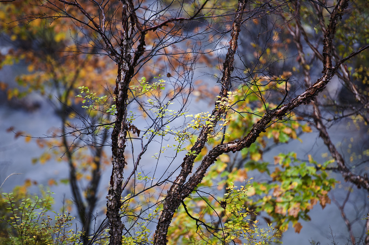 Nikon D3X sample photo. 秋 photography