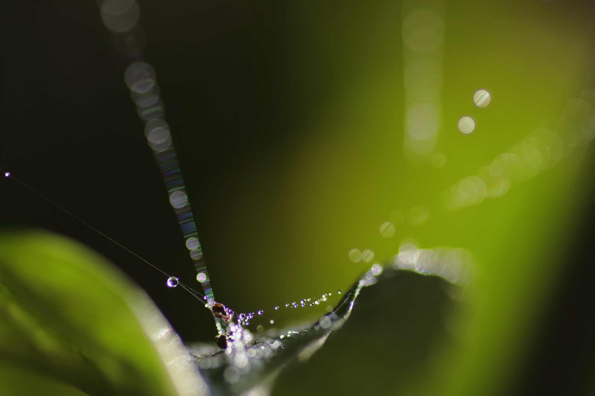 Canon EOS 7D Mark II + Tamron SP AF 90mm F2.8 Di Macro sample photo. ...小さな世界。 photography