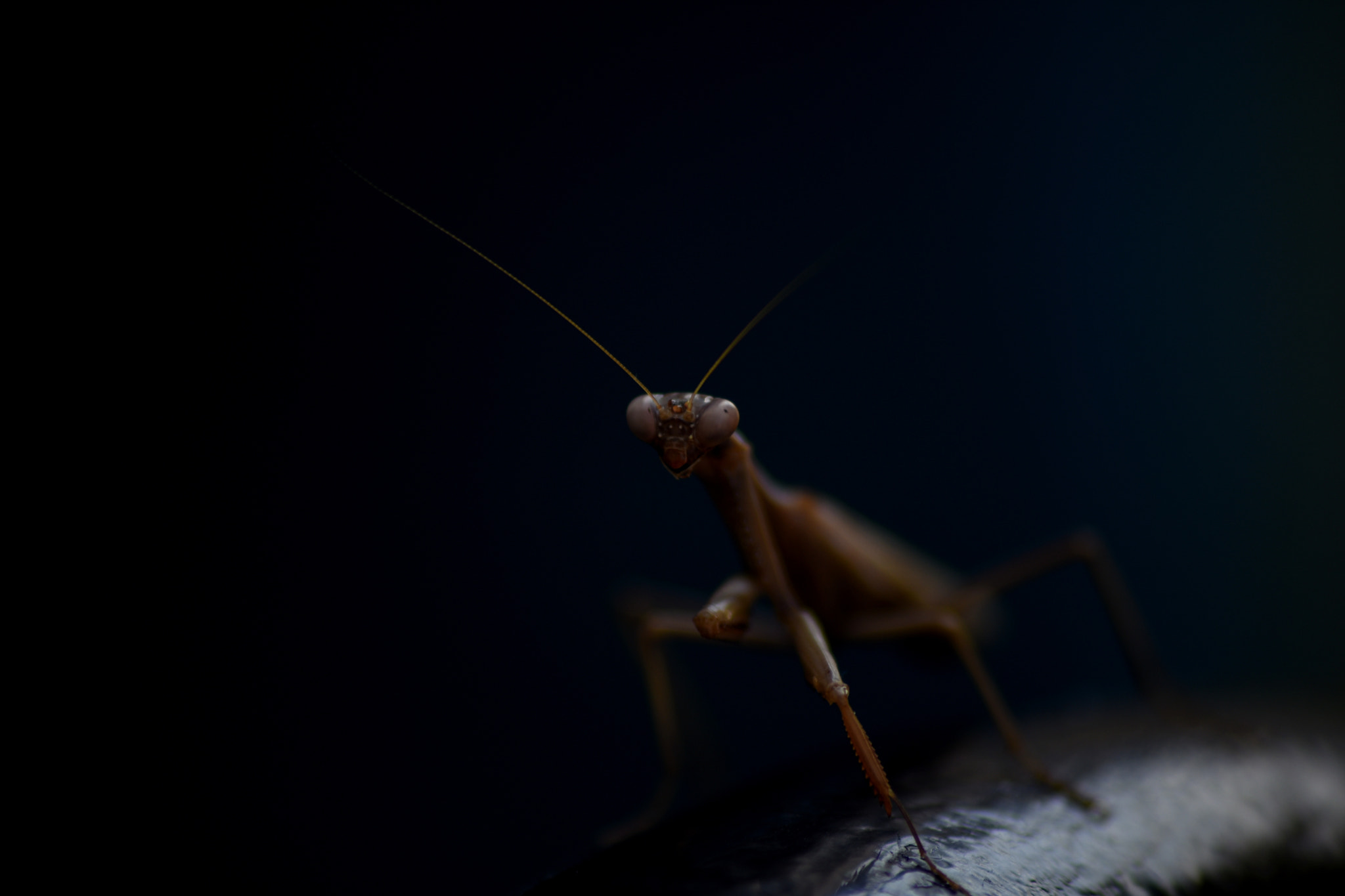 Sigma 70-300mm F4-5.6 APO DG Macro sample photo. Mantis photography