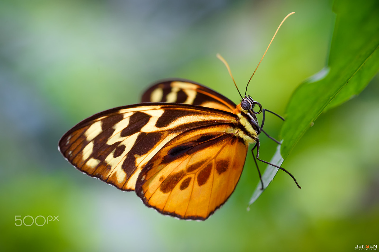 Sigma 150mm F2.8 EX DG OS Macro HSM sample photo. Dormant beauty photography