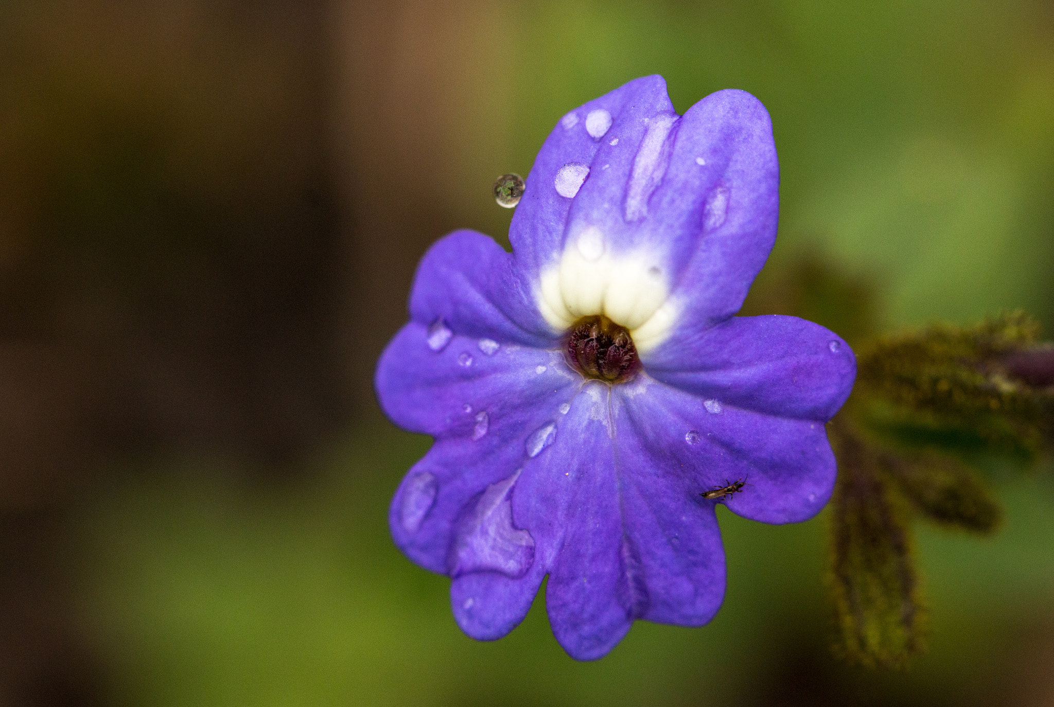 Canon EOS 70D + Canon EF 100mm F2.8L Macro IS USM sample photo. Pequena molhada photography