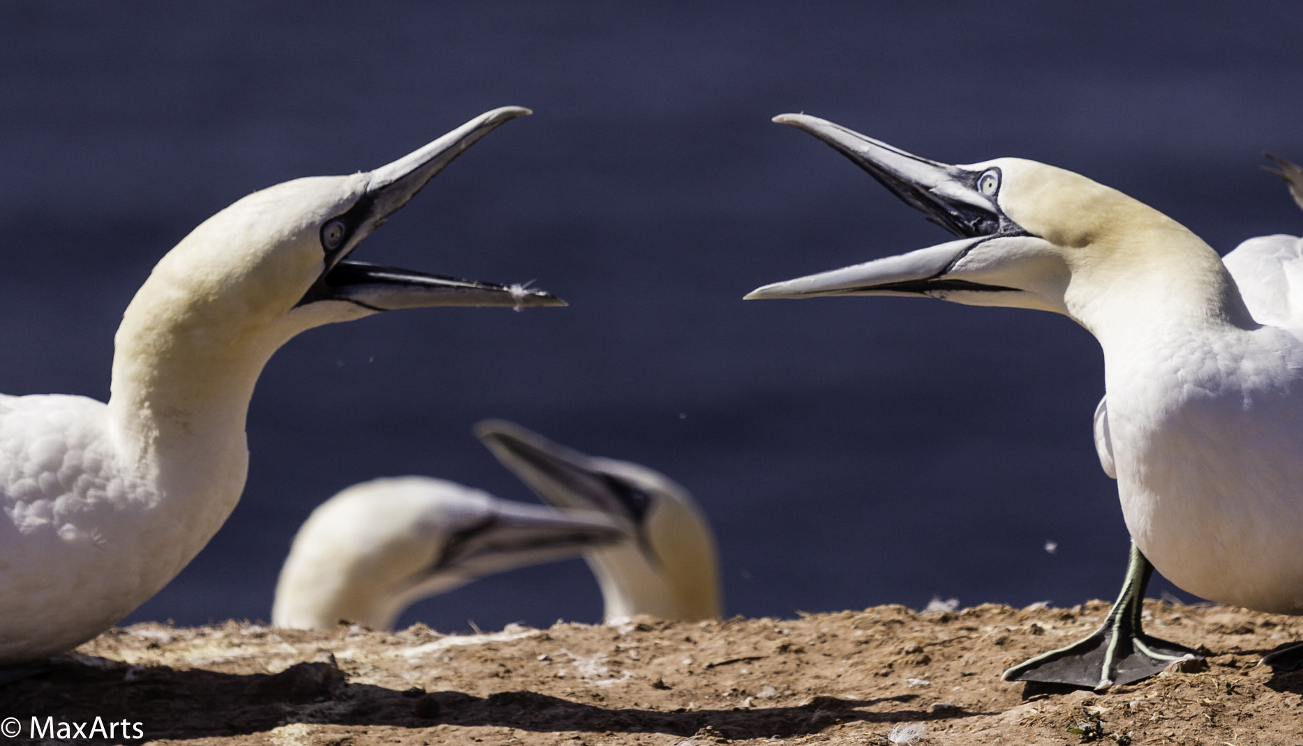 Canon EOS 700D (EOS Rebel T5i / EOS Kiss X7i) + Canon EF 70-200mm F4L IS USM sample photo. "fighting gannets" photography