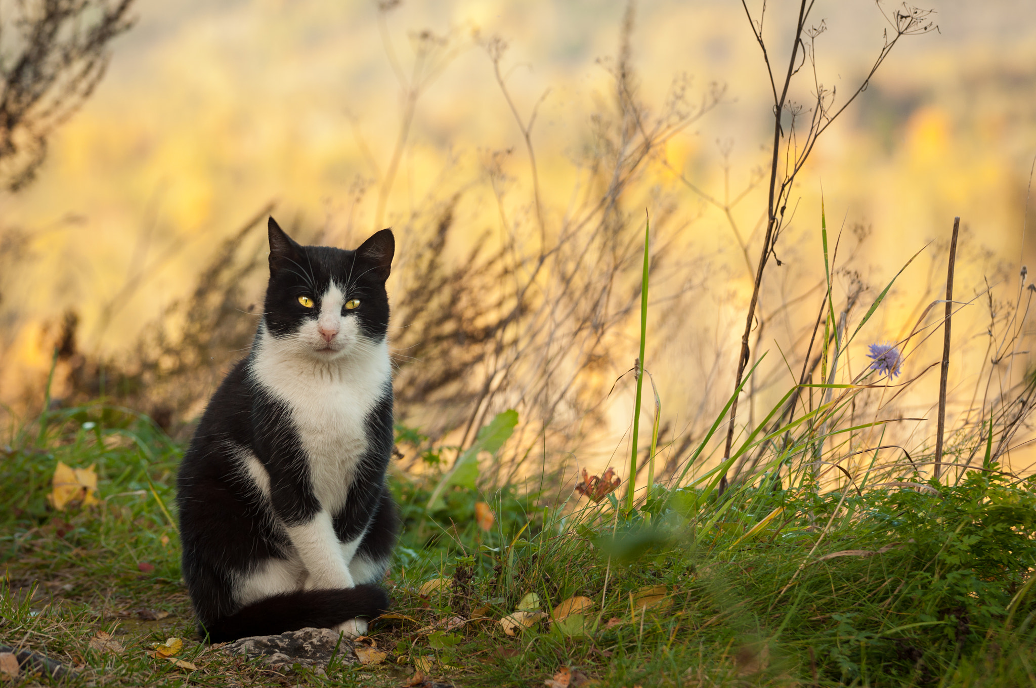 Sigma 70-200mm F2.8 EX DG OS HSM sample photo. ... photography