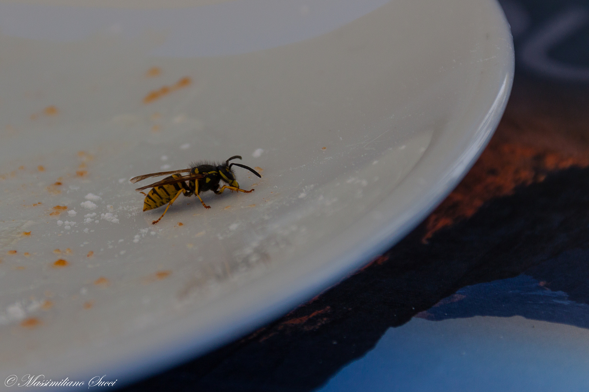 Canon EF 75-300mm F4.0-5.6 IS USM sample photo. Enjoying the remnants of a delicious sweet photography