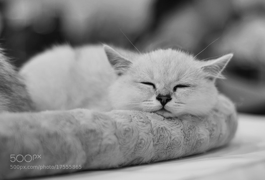 Need Some Sleep by Olga Kolousova