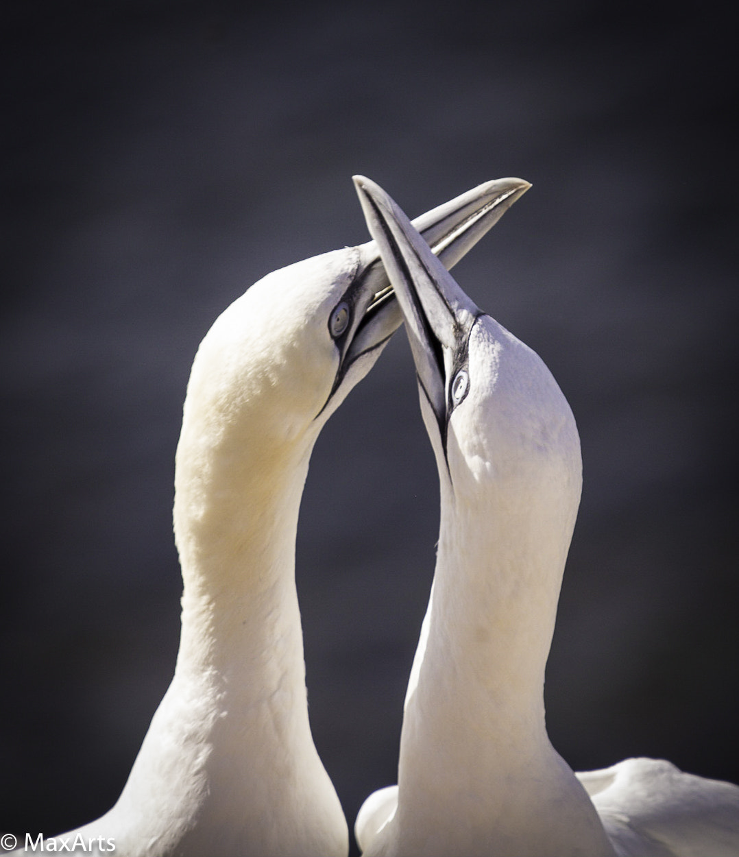 Canon EOS 700D (EOS Rebel T5i / EOS Kiss X7i) + Canon EF 70-200mm F4L IS USM sample photo. "together - seagulls" photography