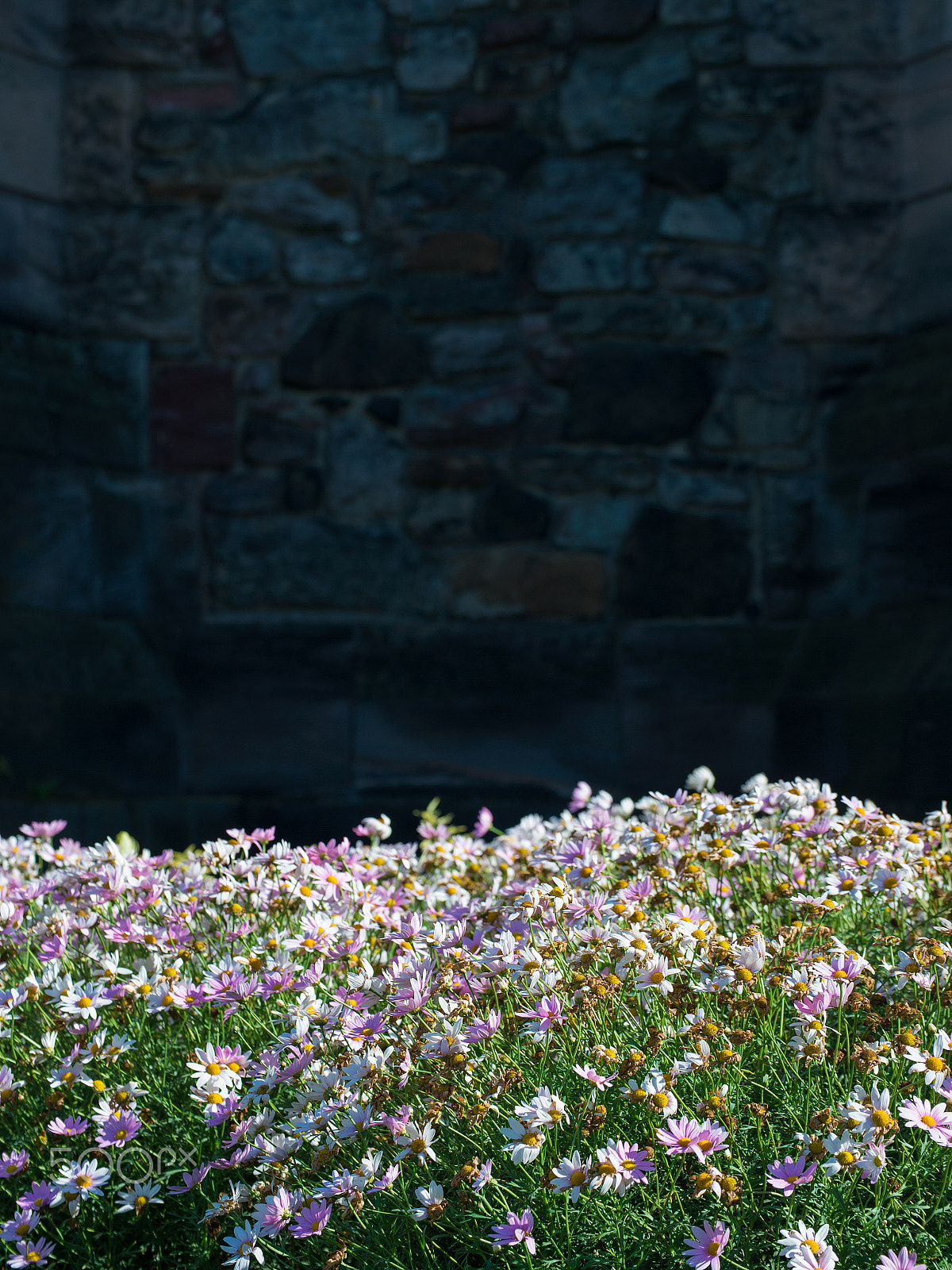 Nikon D600 sample photo. Blossoming under old wall photography