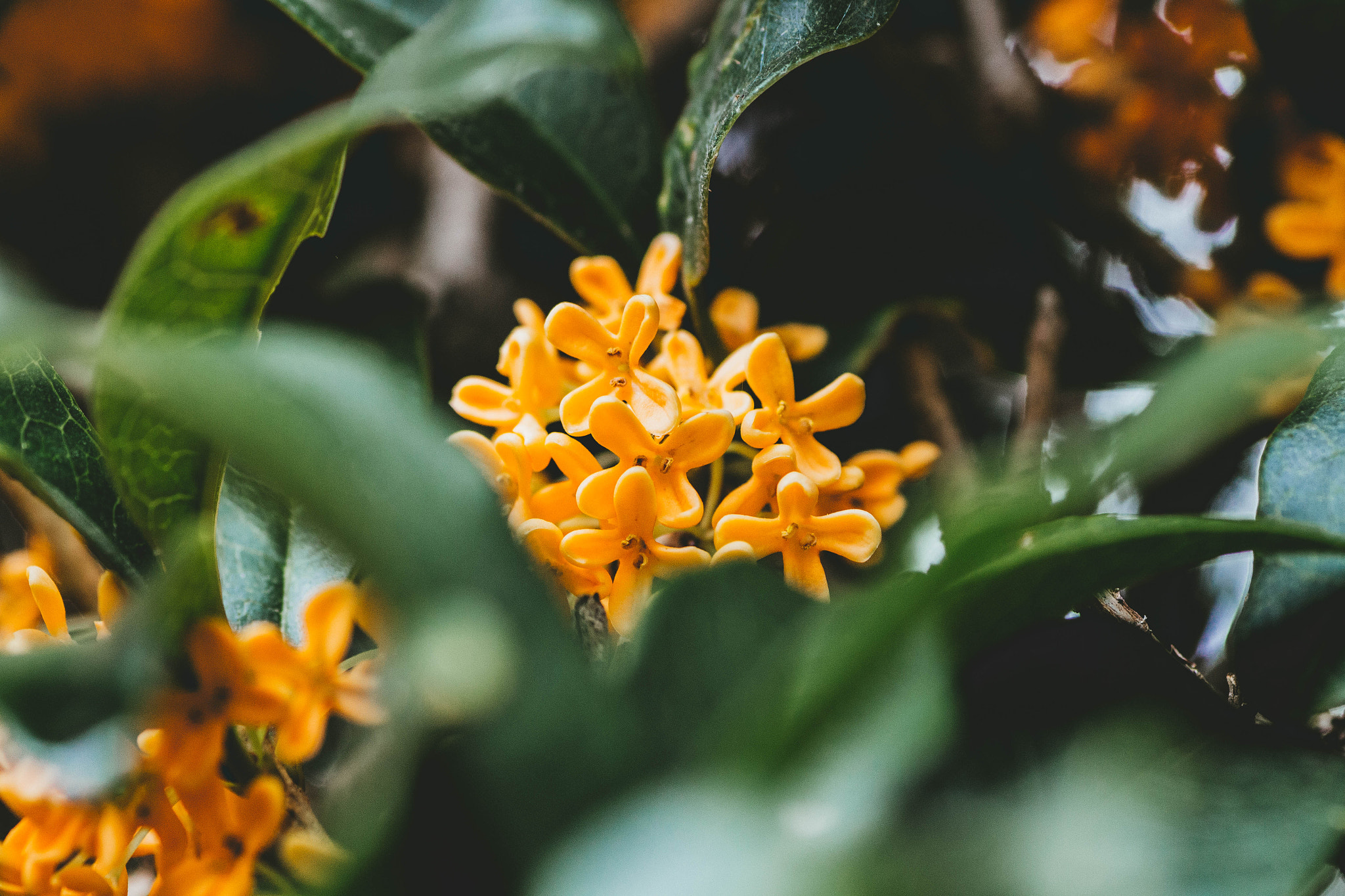 Canon EOS 700D (EOS Rebel T5i / EOS Kiss X7i) + Tamron SP AF 90mm F2.8 Di Macro sample photo. Orange osmanthus photography